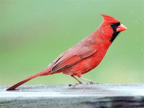 Indiana State Bird Cardinal