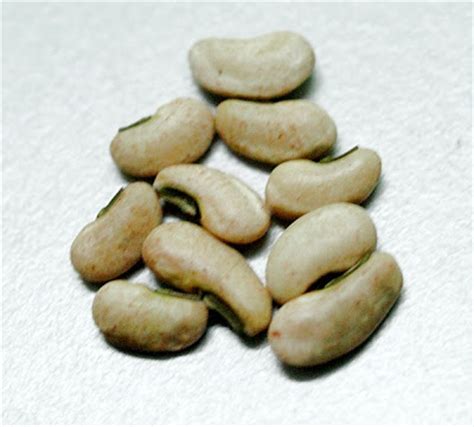 Proses cara menanam kacang hijau yaitu, setelah benih berkecambah, lakukan segera penanaman, pada lubang yang sudah dipersiapkan. TanamSendiri.com -- Grow Your Own: Benih Untuk Dijual ...