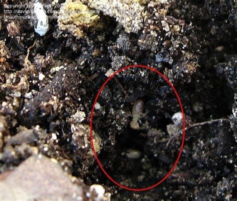 Beginner Gardening White Ants In Planter 1 By Naurien