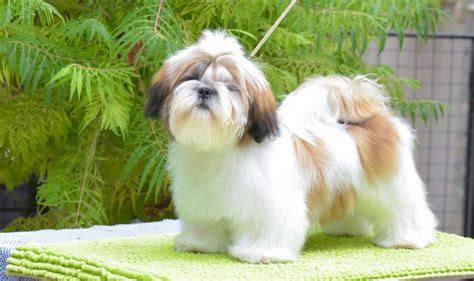 Shih Tzu Dog Information And Dog Breed Facts Pets Feed