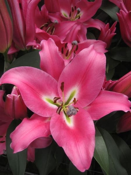 Buy Lilies Labrador Oriental Lily Gold Medal Winning Harts Nursery