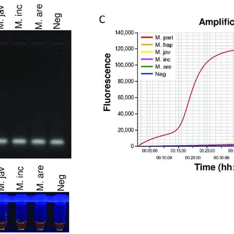 Specificity Determination Of Lamp Assay Using Dna From Pure Cultures Of Download Scientific