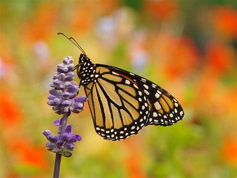 Habitat Is Critical For Struggling Monarch Butterflies