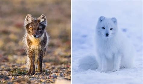 Why Do Arctic Foxes Change Color Summer Vs Winter Coat Polar Guidebook