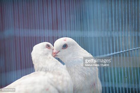 Doves Kissing Photos And Premium High Res Pictures Getty Images