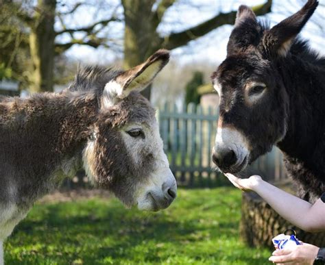 Foal Farm Animal Rescue Is Fundraising For Foal Farm