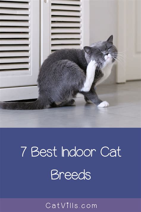 Best Indoor Cat Breeds Dogs And Cats Wallpaper