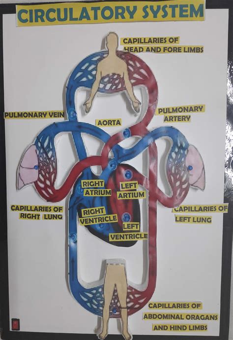 Circulatory System Model Project