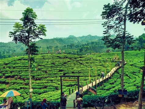 Selain itu jember juga menawarkan wisata alam lainnya seperti teluk love, wana wisata simbat, bukit pasir puger, desa paduman, dan masih banyak lagi. 10 Spot Foto Keren Kebun Teh Gunung Gambir Tiket Masuk & Alamat - Wisata Oke