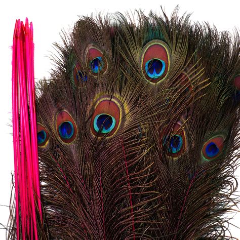 dyed peacock feathers 8 15 inches long stemdyed over natural peacock 5 to 100 feathers available