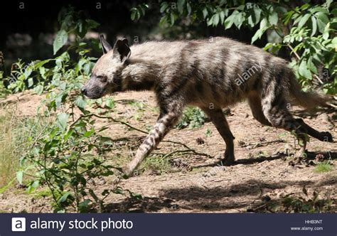 Striped Hyena Hyaena Hyaena Native From North Africa To The Indian