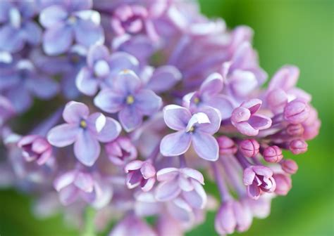 The 10 Most Fragrant Flowers To Plant In Your Garden Martha Stewart