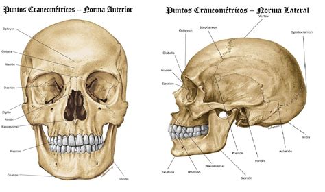Huesos Del Craneo Y La Cabeza Anatomia Y Funciones Images