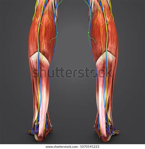 Legs Muscle Anatomy Arteries Veins Nerves ภาพประกอบสต็อก 1070545223