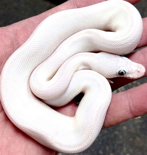 A Blue Eyed Leucistic Russo Line Ball Python Ball Python Pretty