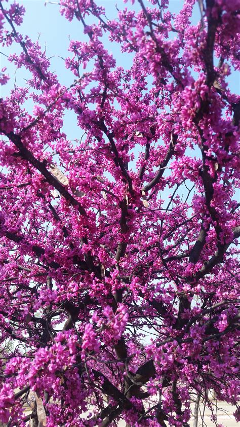 Free Images Flower Pink Purple Tree Branch Spring