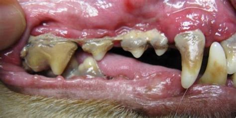 What Causes Dental Disease In Cats Karingal Vet Hospital