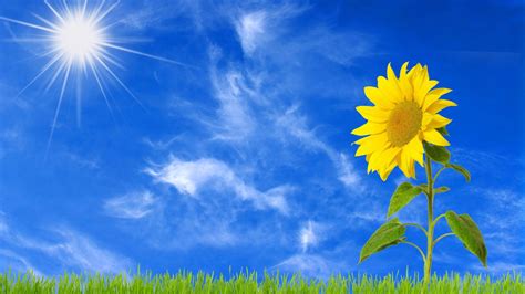 Sunflower With Background Of Sun And Blue Sky With Clouds Hd Flowers