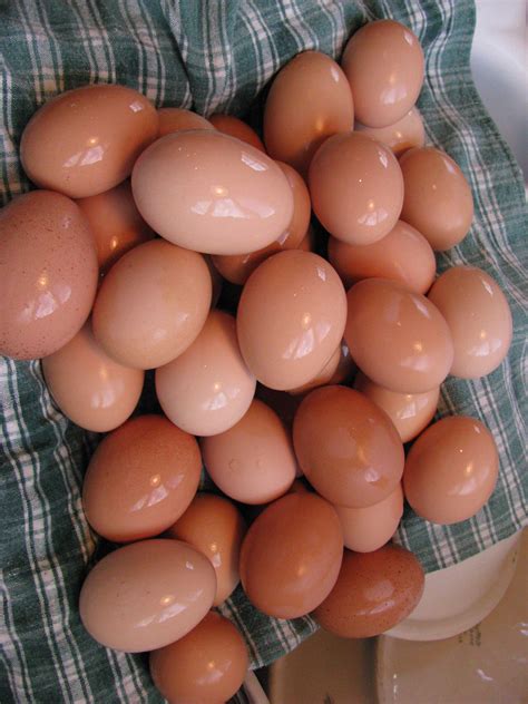 More Tips For Preserving Eggs Preparedness Pro