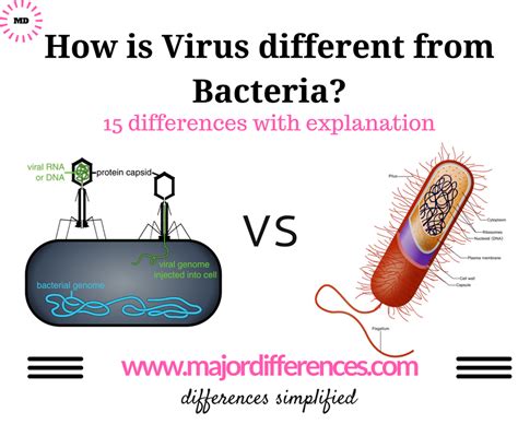 15 Differences Between Bacteria And Virus