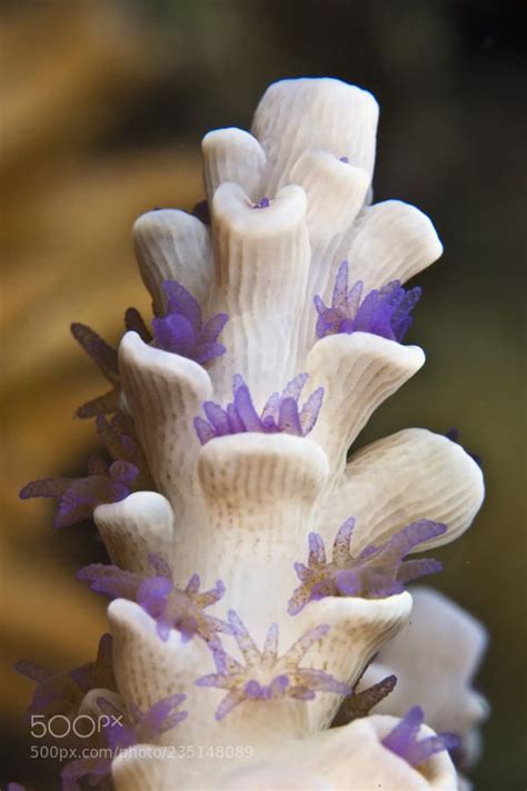 Coral Art Sea Coral Coral Reefs Polyp Coral Underwater Plants