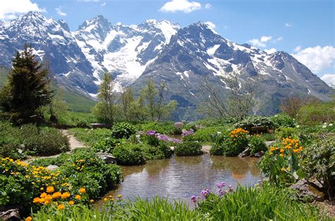 Альпийские Цветы Фото Telegraph