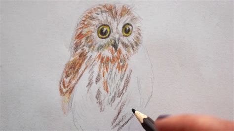 🦉 Baby Eule Zeichnen Lernen Vogel Malen How To Draw An Owl Baby