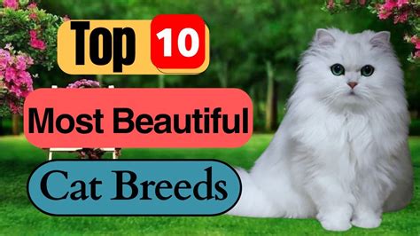 Top 10 Most Beautiful Cat Breeds Top 10 Seeker Youtube