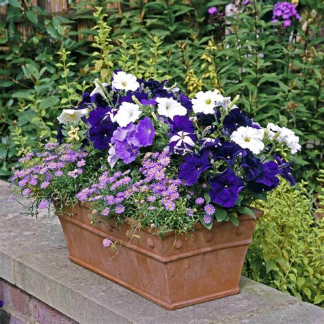 Late Summer Container Plants | Container plants, Summer plants, Bee friendly plants
