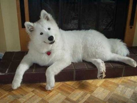 Samoyed Hypoallergenic If You Can Believe It