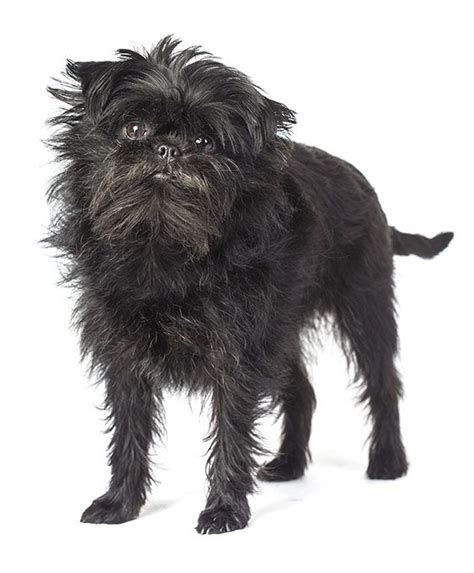 Affenpinscher Dog Breed Information Pictures Characteristics And Facts