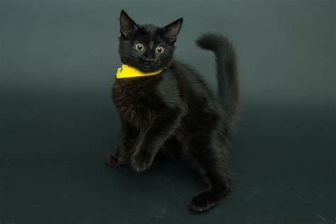 Photographer Spotlights Black Cats In Shelters To Find Them Homes