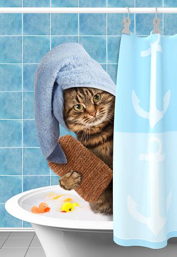 Funny Cat Taking A Bath Stock Photo Download Image Now