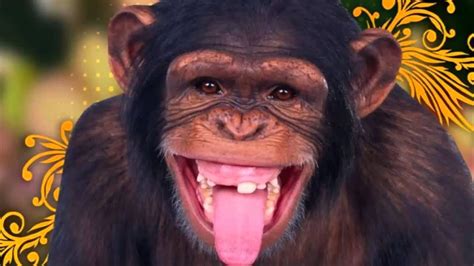 Chimpancé Riendose Efecto De Sonido Youtube Funny Monkey Pictures