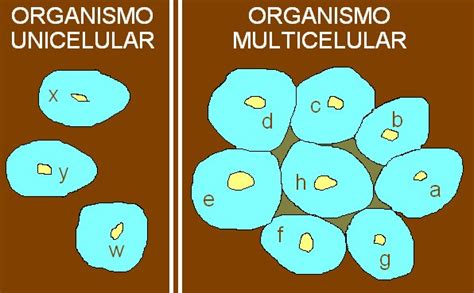 Estructura De Los Seres Vivos Multicelulares Organización De Los