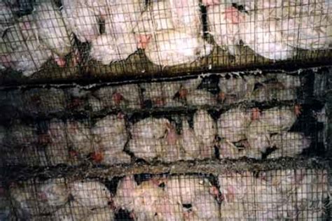 Negative Impacts Of Factory Farming