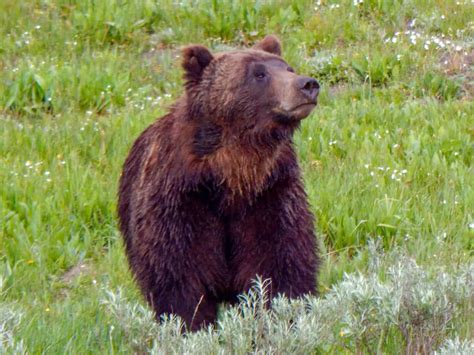 The Very Best Places To See The Animals Of Yellowstone National Park