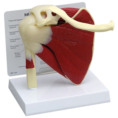 Buy Gpi Anatomicals Shoulder Joint W Muscles Model Human Body Anatomy