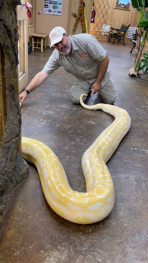 Giant Albino Python Everyone For The Most Part Is Aware Of The