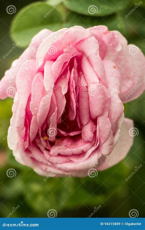 Erotic Rose Flower Stock Image Image Of Bigpinklips