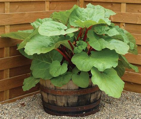 How To Plant Rhubarb Crowns