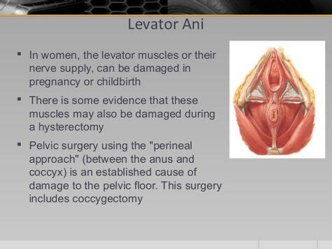 Best Levator Ani Syndrome Images Levator Ani Pelvic Floor Pelvic Floor Muscles