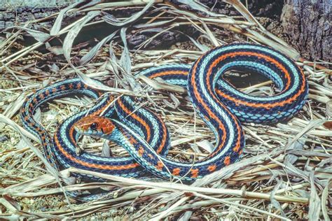 9 Gorgeous Snake Species Around The World