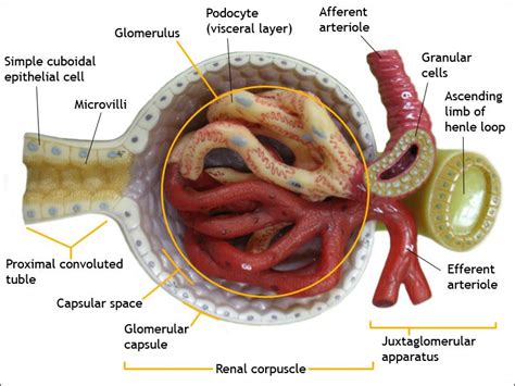 Pin By For Science And Knowledge On Urinary System Basic Anatomy And