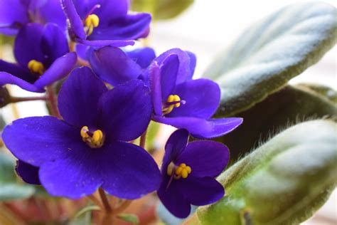 Flower Spotlight Violet Scentbird Blog