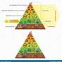 Energy Pyramid Answer Key