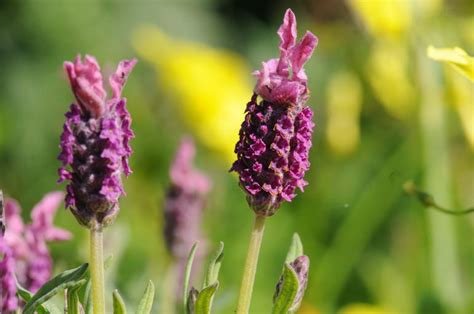 Free Images - topped lavendar flowers magenta