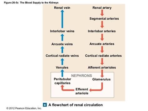 Describe The Blood Supply To The Kidney