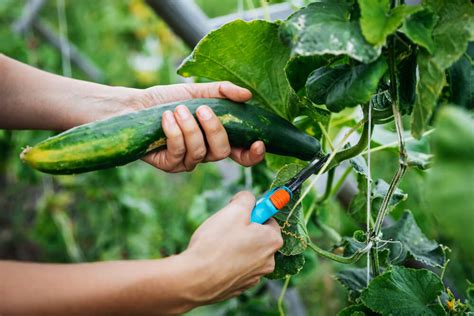 Harvesting Cucumber Kellogg Garden Organics