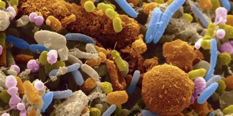 Human Gut Microbes